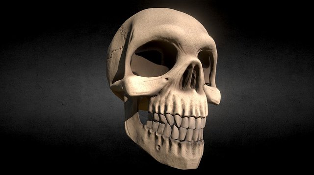 CRANEO BAJA 3D Model