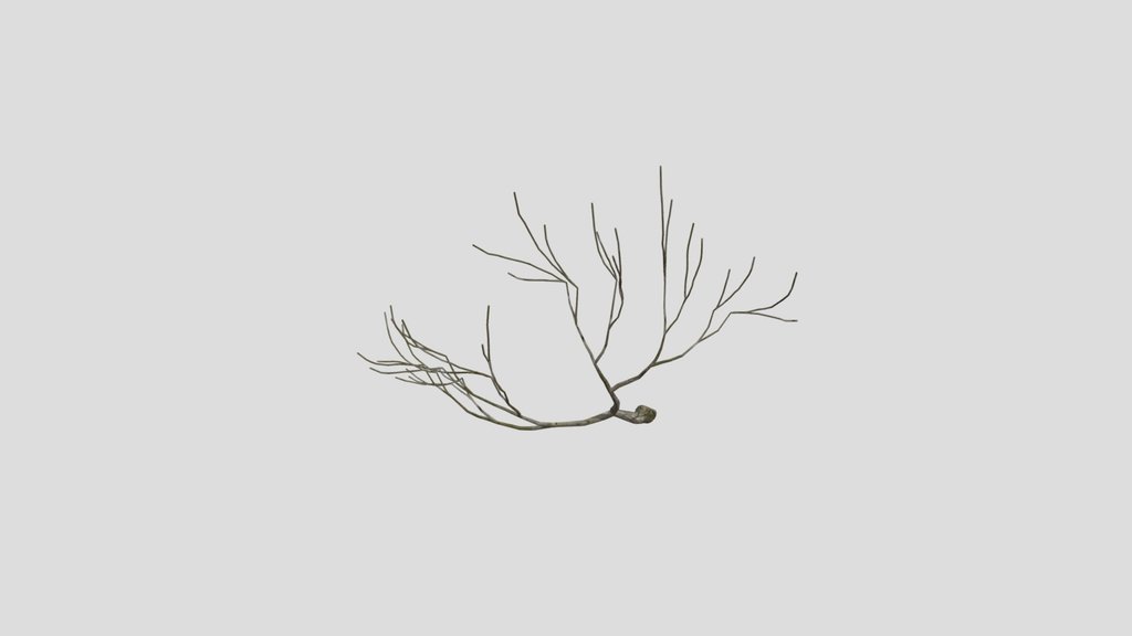 Bare Branches