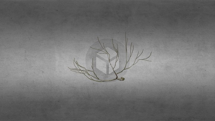 Bare Branches 3D Model