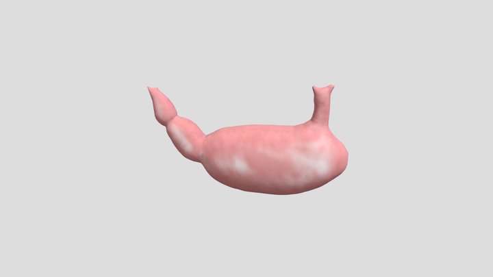 Abomasum 3D Model