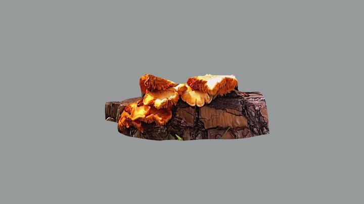 Awesome fungi 3D Model