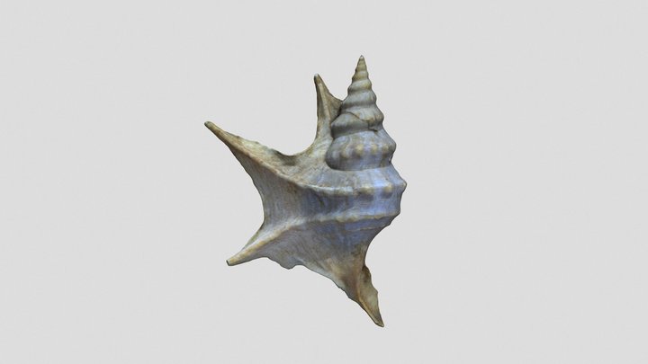 Aporrhais GA41 3D Model