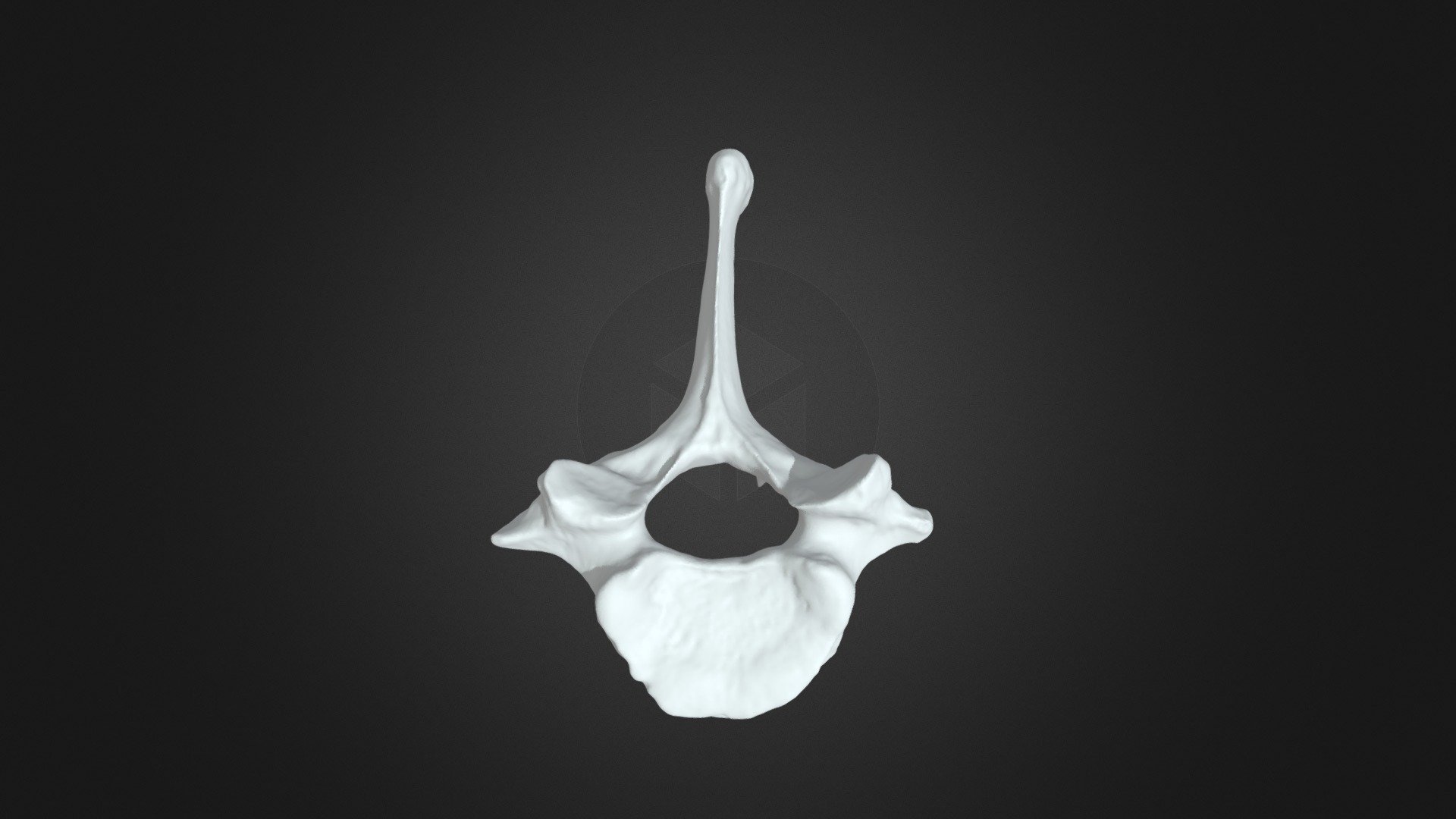 Pongo pygmaeus, C7 vertebra