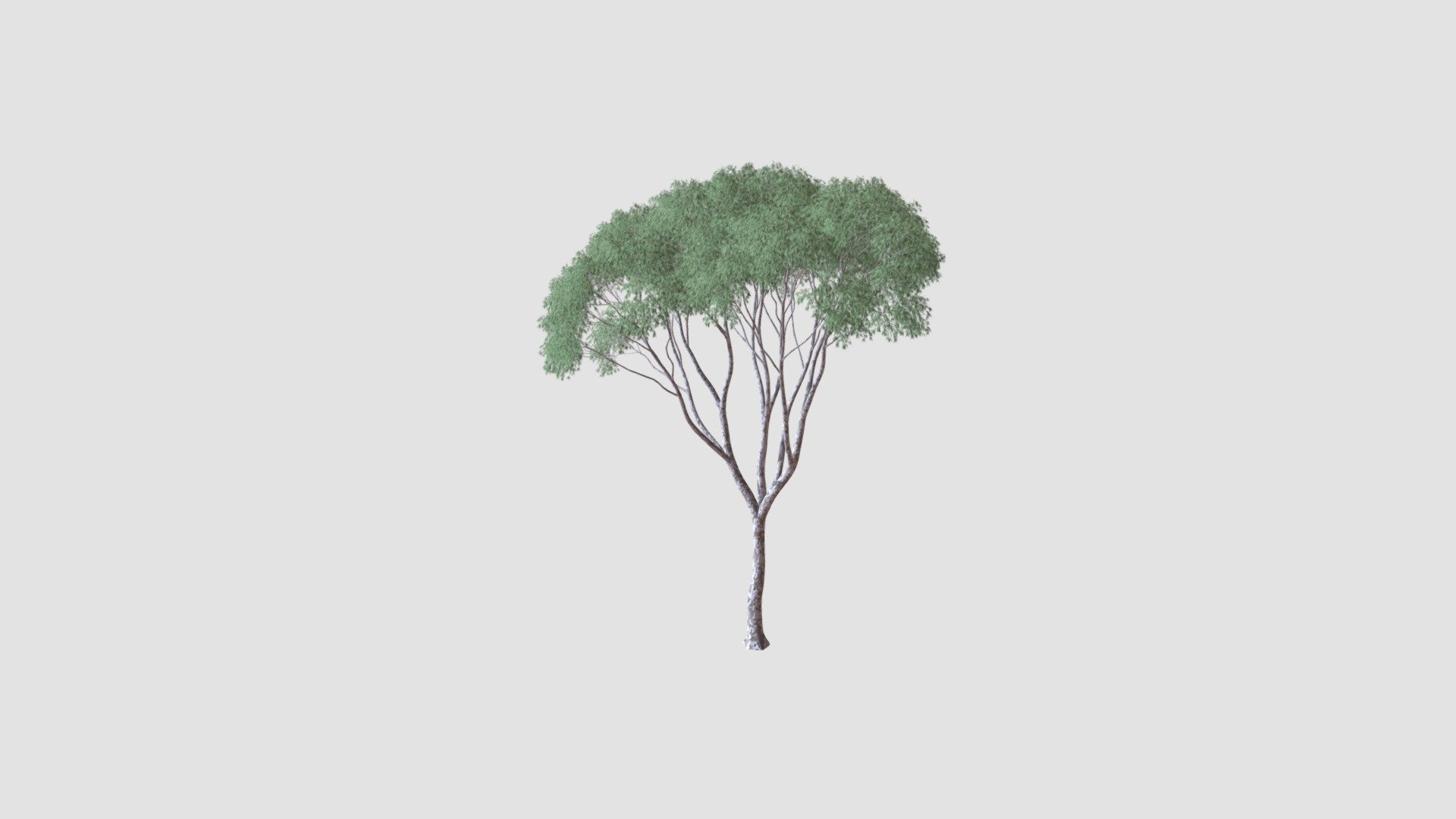 tree - Buy Royalty Free 3D model by Evermotion [36dde30] - Sketchfab Store