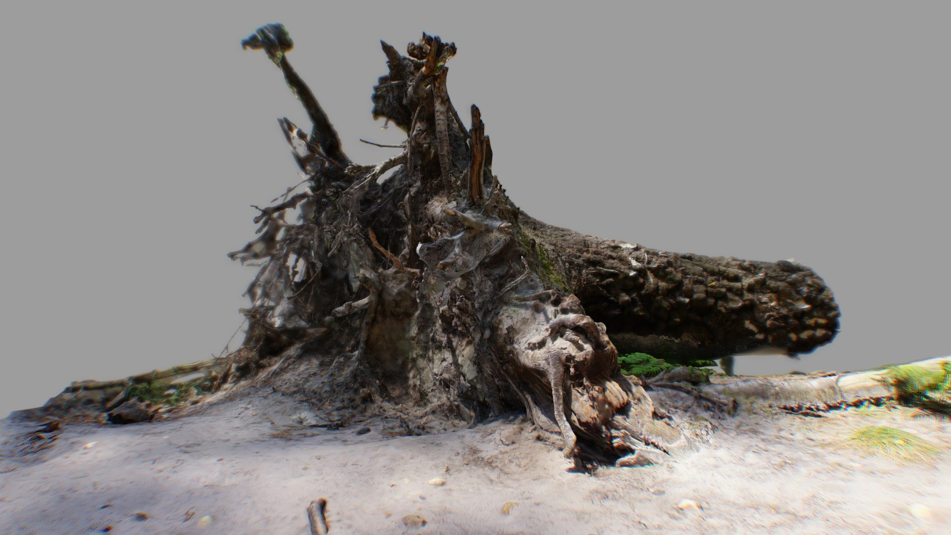 Fallen Tree - Download Free 3D model by stuff scanner (@boypuff ...