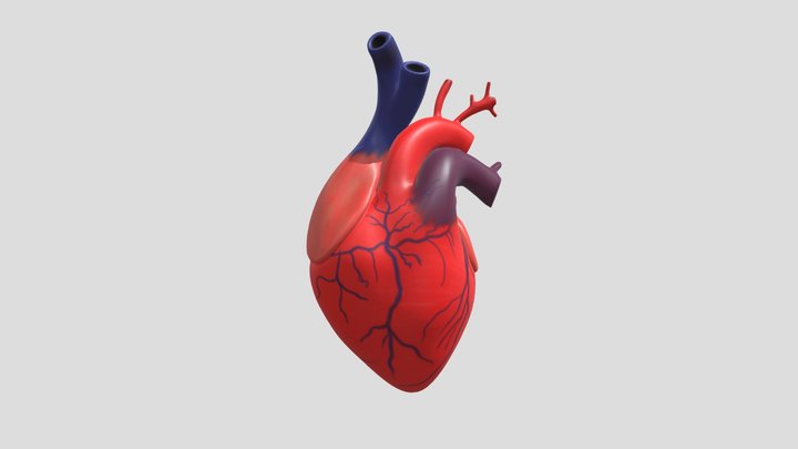 Jantung 3D Model