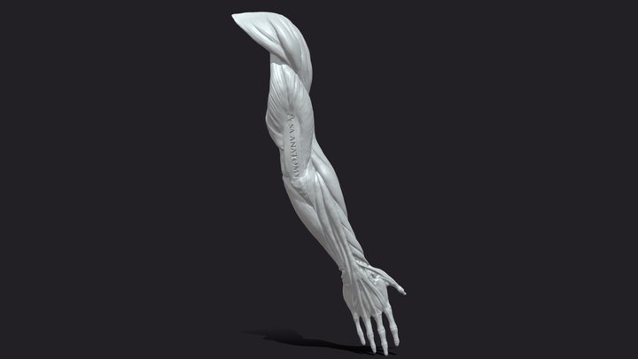 Male Anatomy Arm_Decimated – Free 3D Model STL