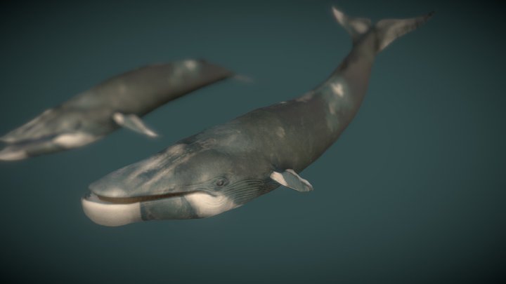 Ballena (whale) Rigged. Low-Poly 3D Model