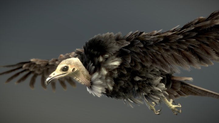 Hooded Vulture 3D Model