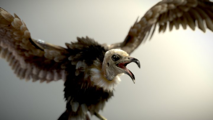 Hooded Vulture 3D Model