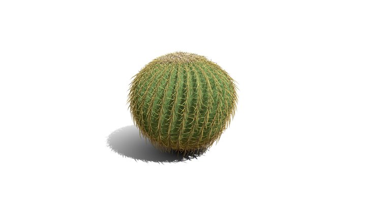 Realistic HD Golden barrel cactus (28/30) 3D Model