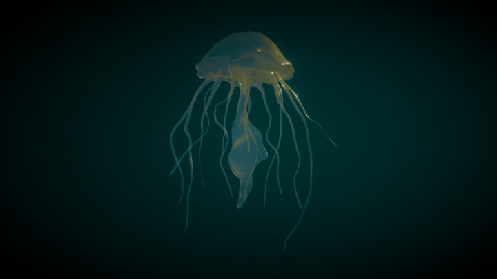Jellyfish 3D Model