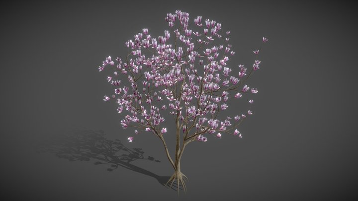 JA11 Magnolia Soulangeana- Saucer Magnolia 3D Model