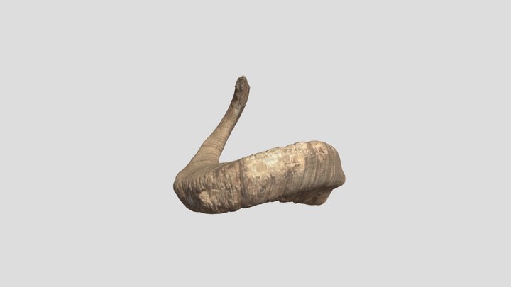 Rocky Mountain Bighorn Shed 3D Model