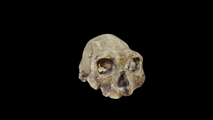 Dmanisi Homo erectus Skull 4 D3444 3D Model