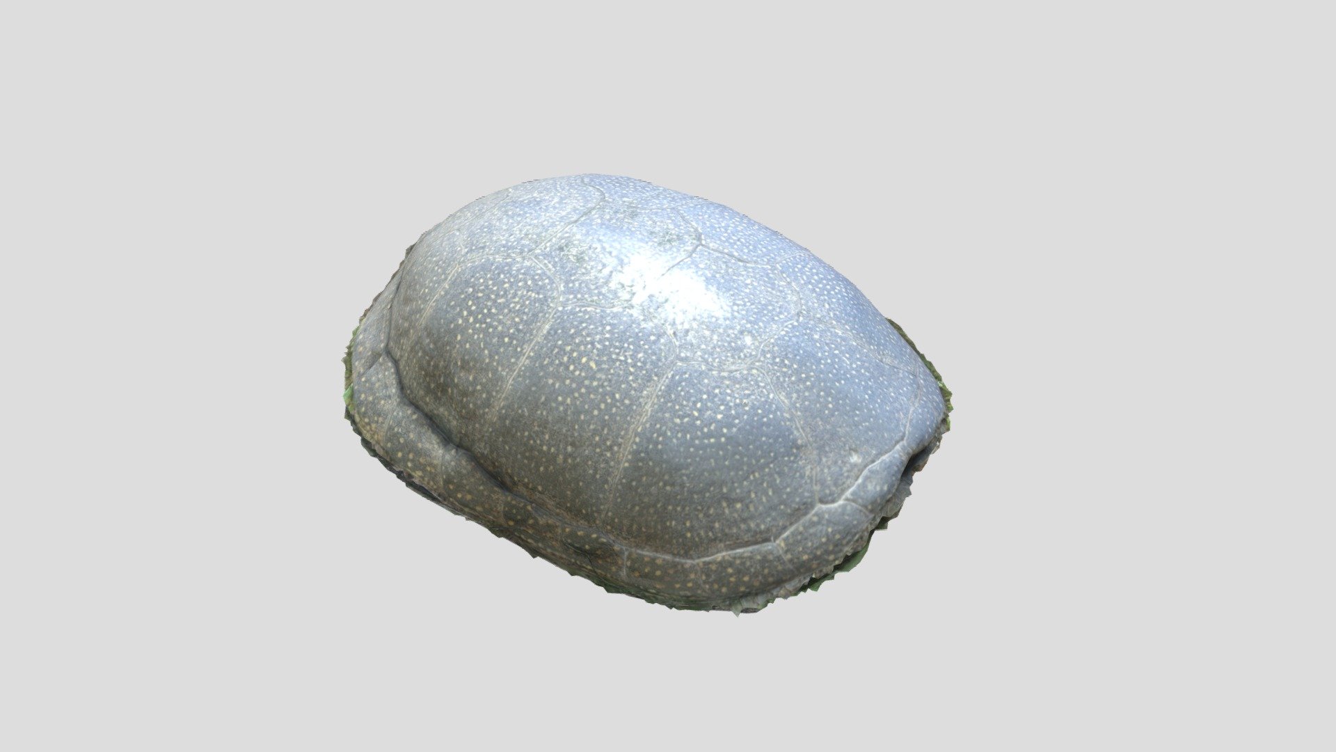 European pond turtle (Emys orbicularis) - 3D model by Paleobiome ...