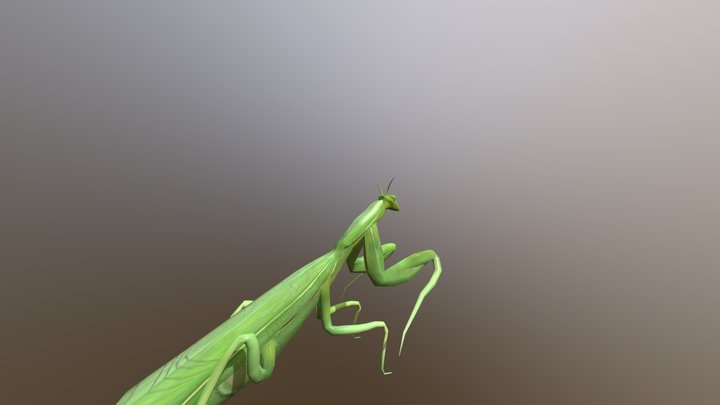 Insect_EthanArmstrong 3D Model