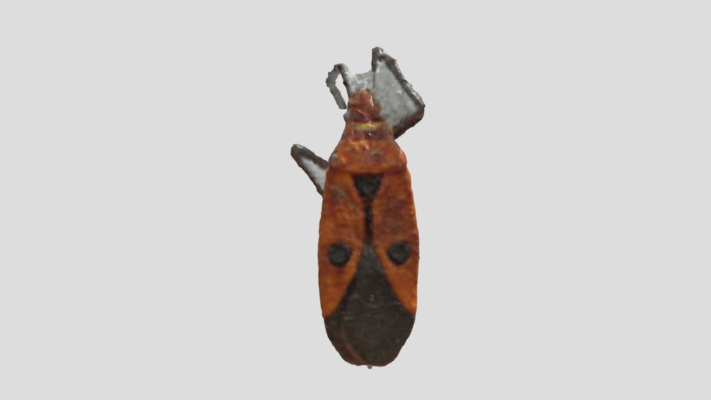 06_ Pyrrhocoris_ NeRF