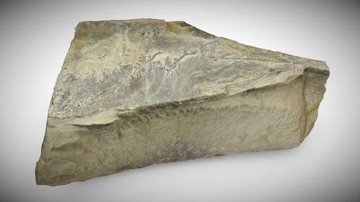 Joints in Solnhofen Limestone 1, Germany