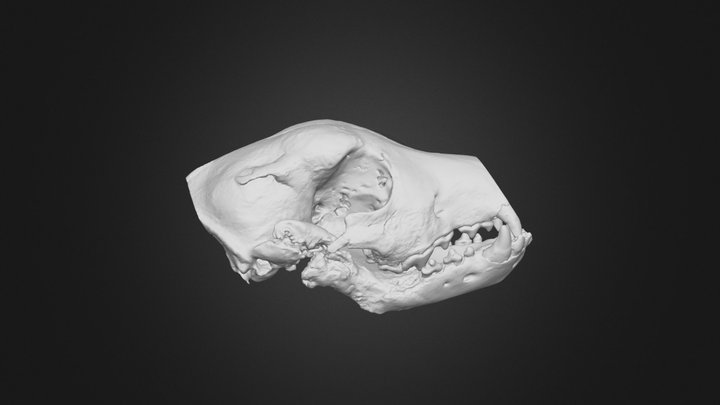 Labrador Retriever Skull with TMJ Ankylosis 3D Model