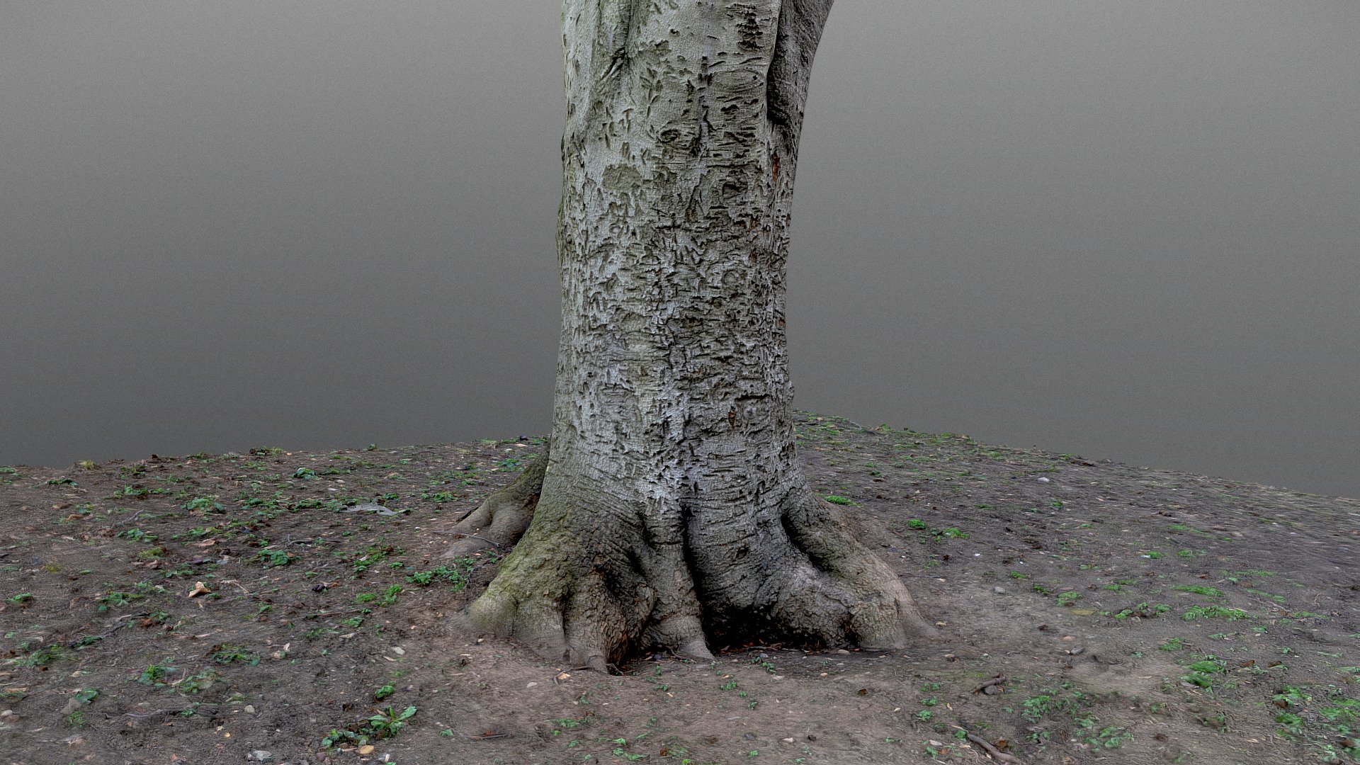 Beech tree trunk with rough bark