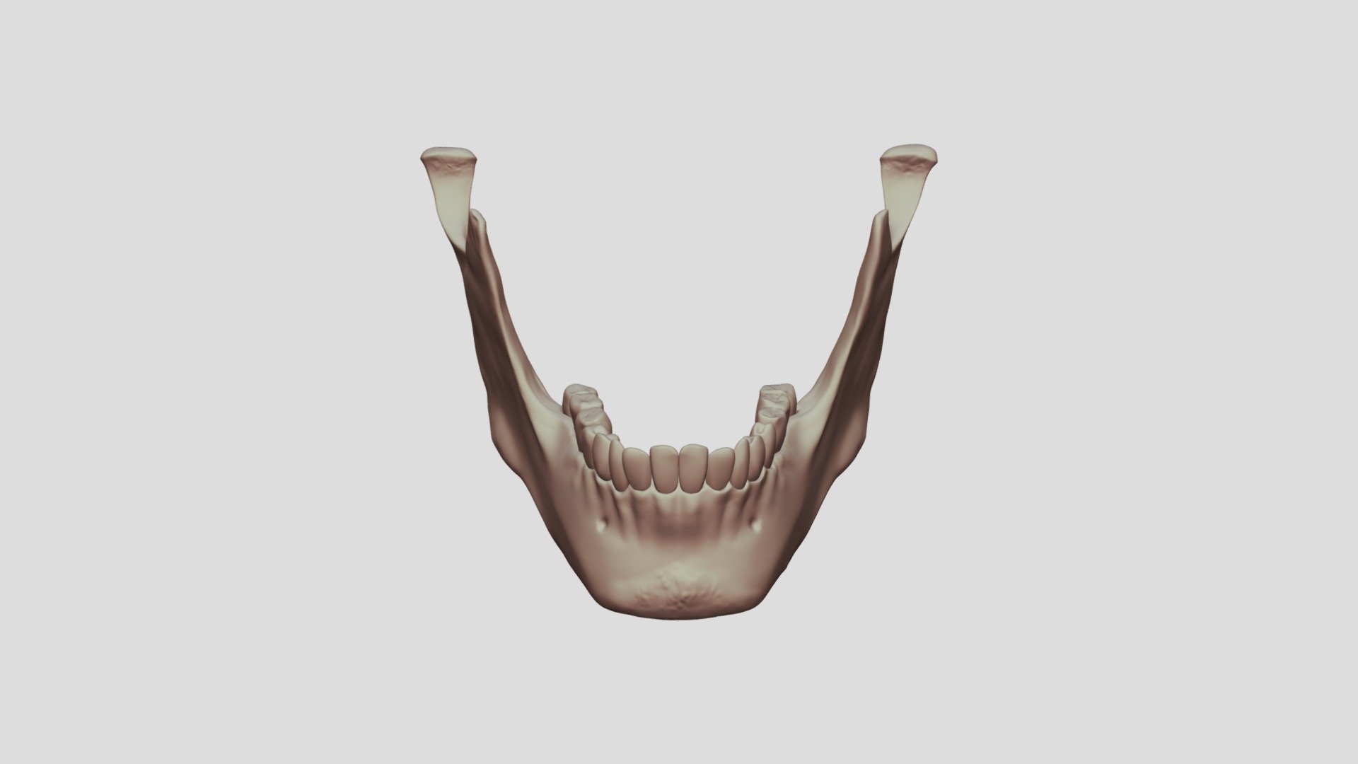 Mandible With Teeth