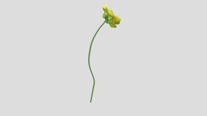 flower 3D Model