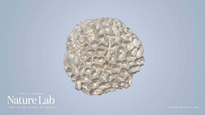 Brain Coral – Modelo 3D gratuito STL