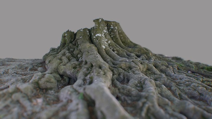 Avebury Roots 3D Model