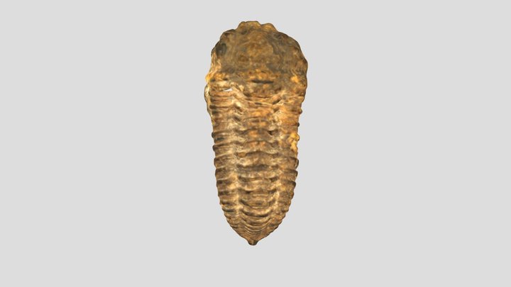 Trilobite 3D Model