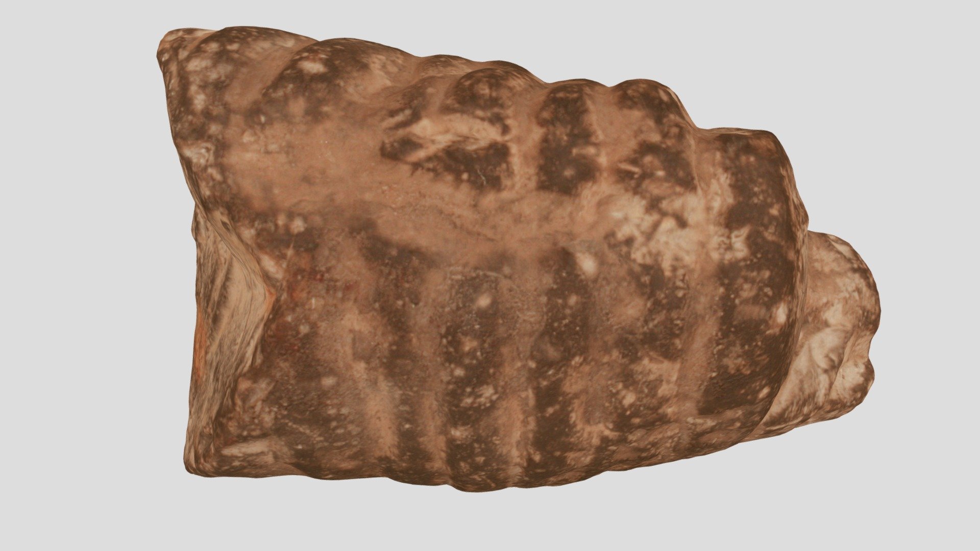 Endoceras sp.