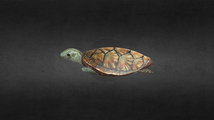 Sea Turtle High poly 3D Model
