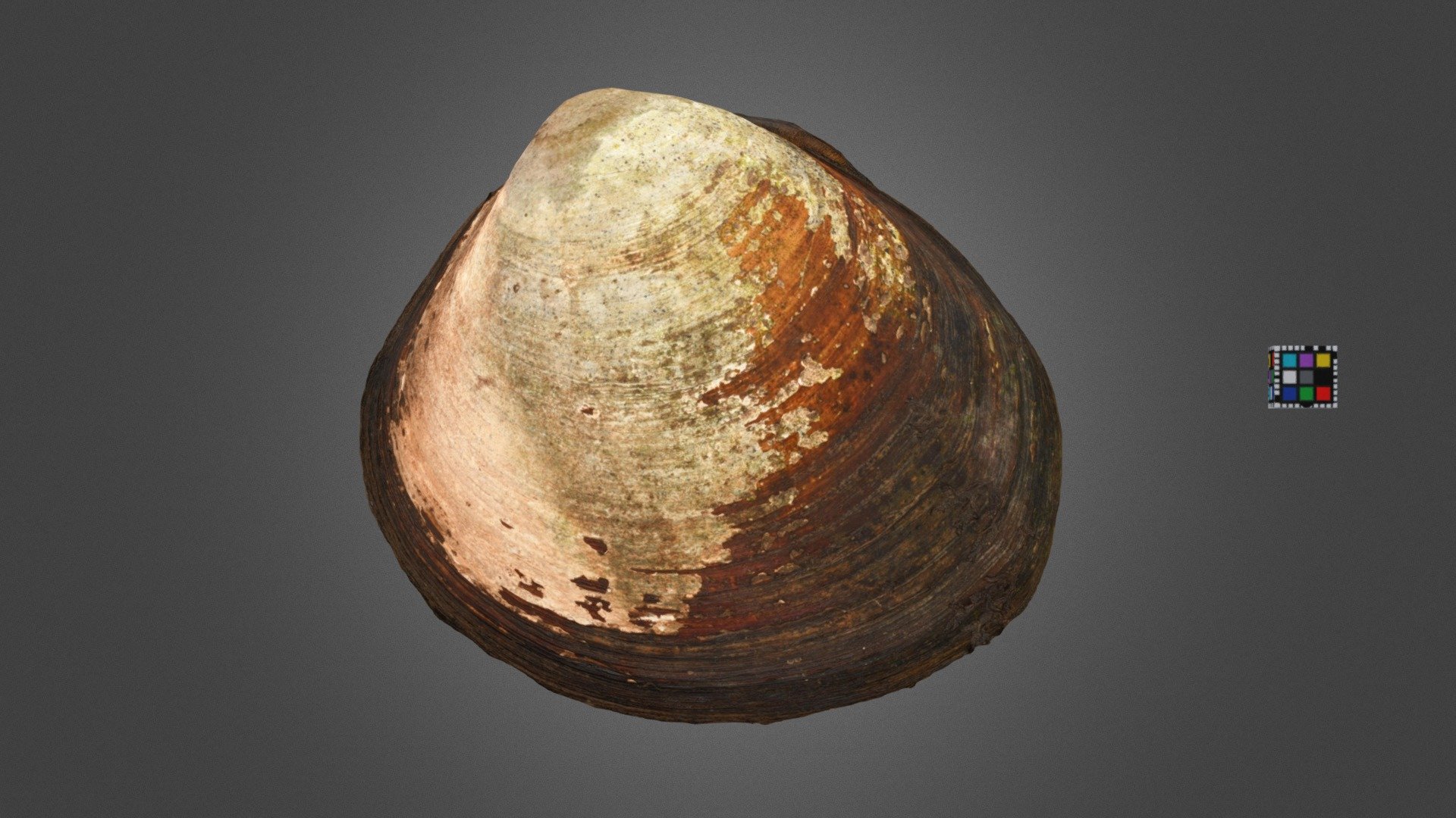 CC0 ヤエヤマヒルギシジミ Mangrove Clam, Geloina erosa - Download Free 3D model by ...
