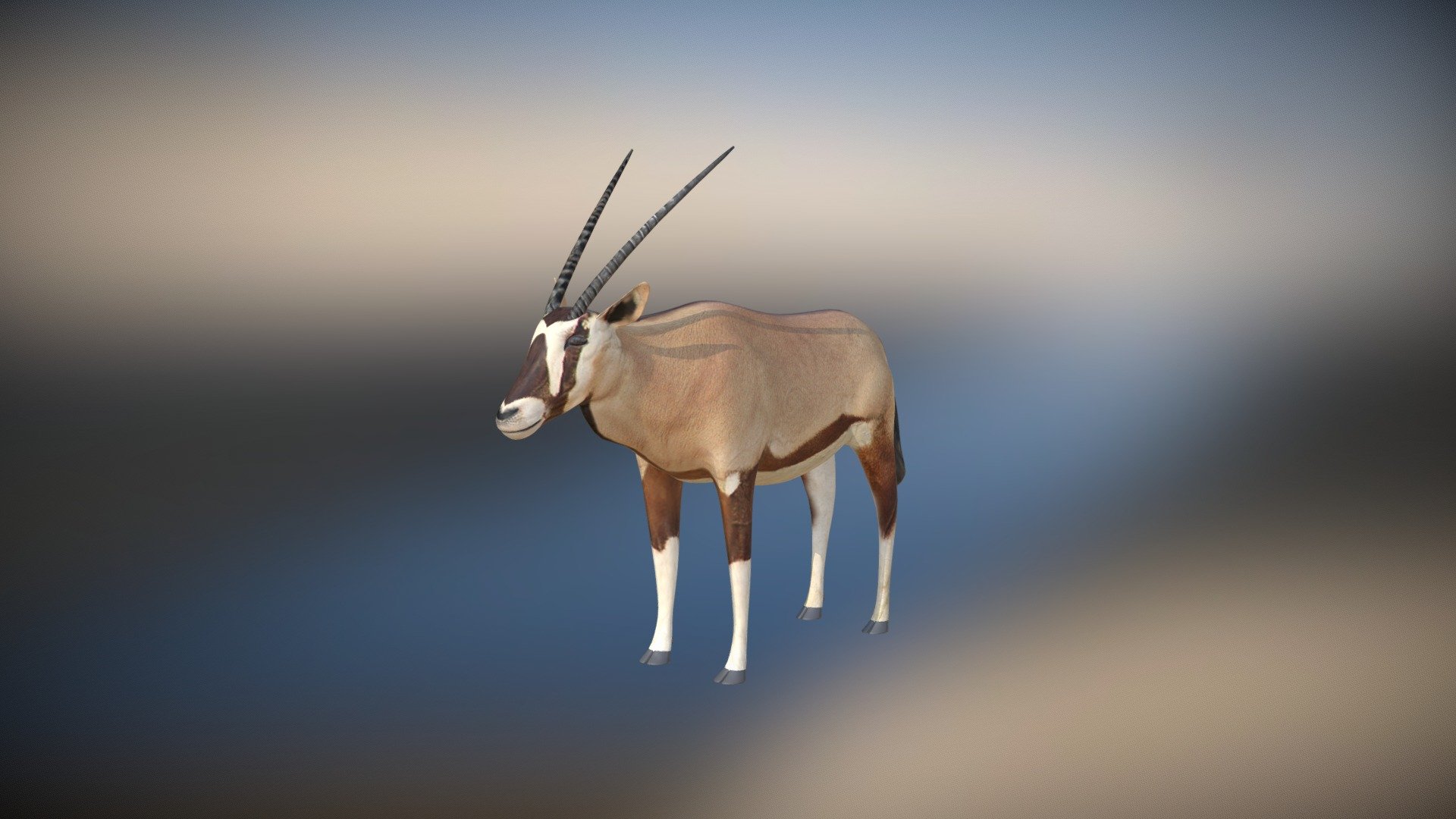 Oryx antelope model (animal)
