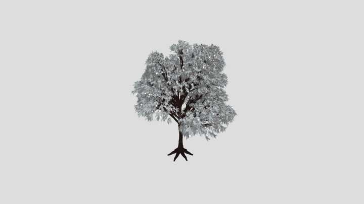Mango Tree