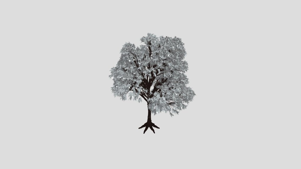 Mango Tree