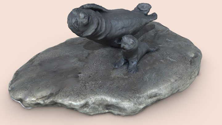 Морские котики 3D Model
