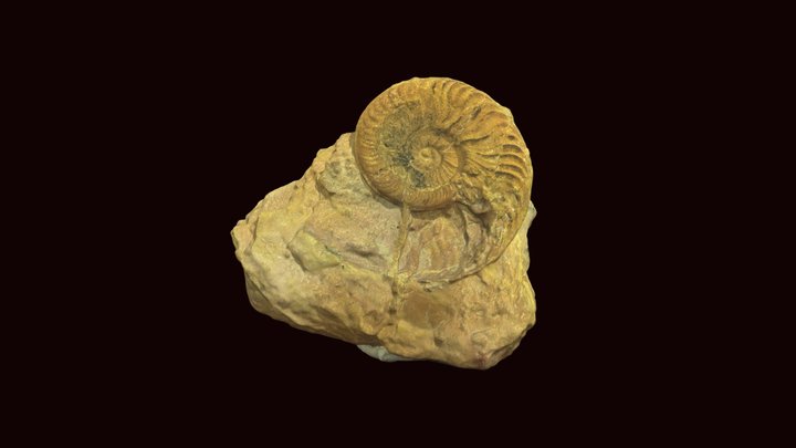 Walkericeras pseudolotharingicum ammonite – Free 3D Model STL