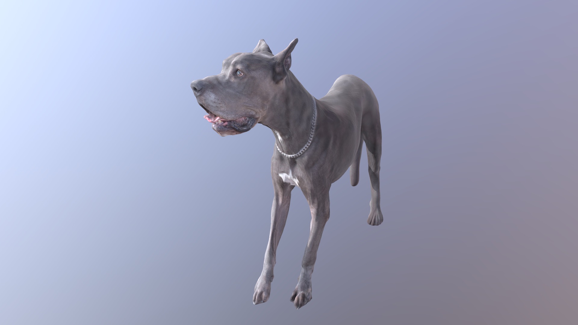 3D model Great Dane – Danua - This is a 3D model of the Great Dane - Danua. The 3D model is about a dog with a chain.