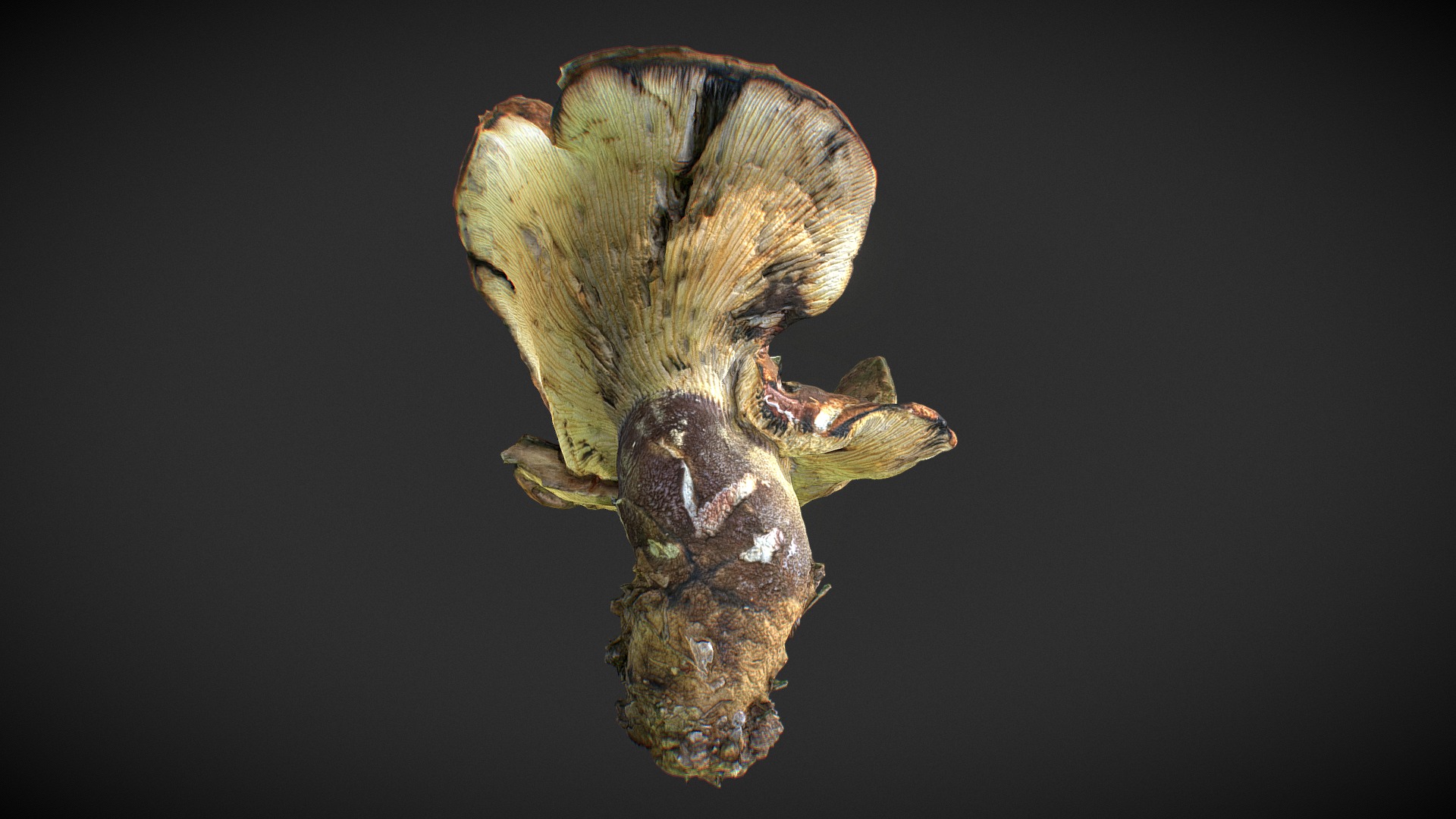 3D model mushroom 13 - This is a 3D model of the mushroom 13. The 3D model is about a close-up of a horse head.