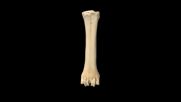 Transhumance- Goat Metacarpal 3D Model