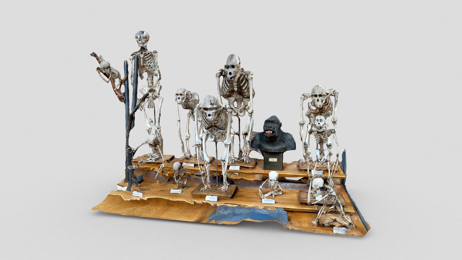 Primates skeletons, Museum of Natural History
