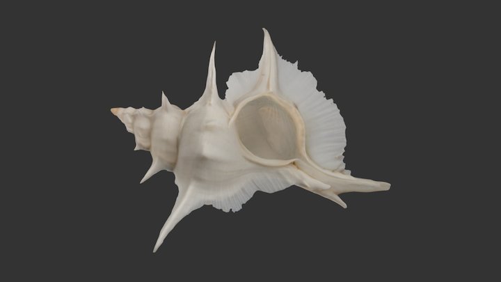 Siratus alabaster 3D Model