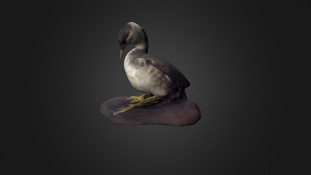 Horned Grebe
