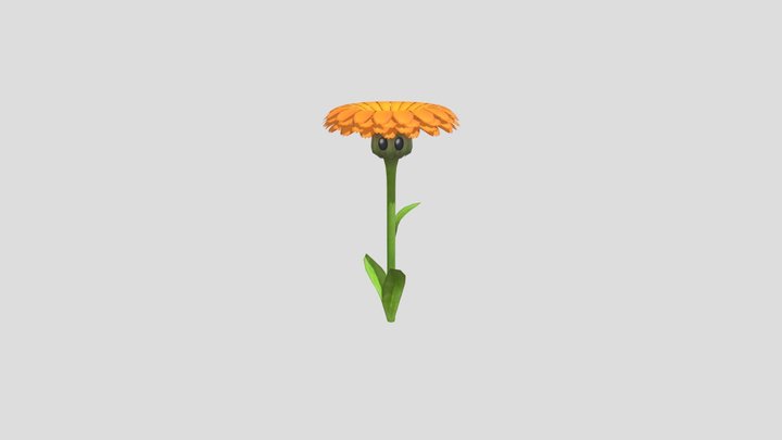 Calendula 3D Model