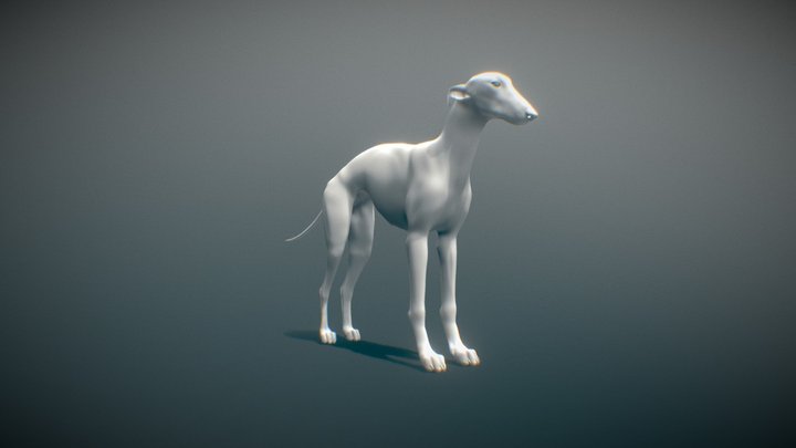 Greyhound 3D models - Sketchfab