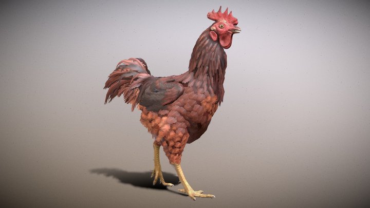 Chicken Walk Animated 3D Model