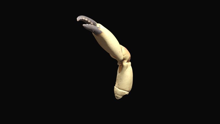 Crab Claw 3D Model