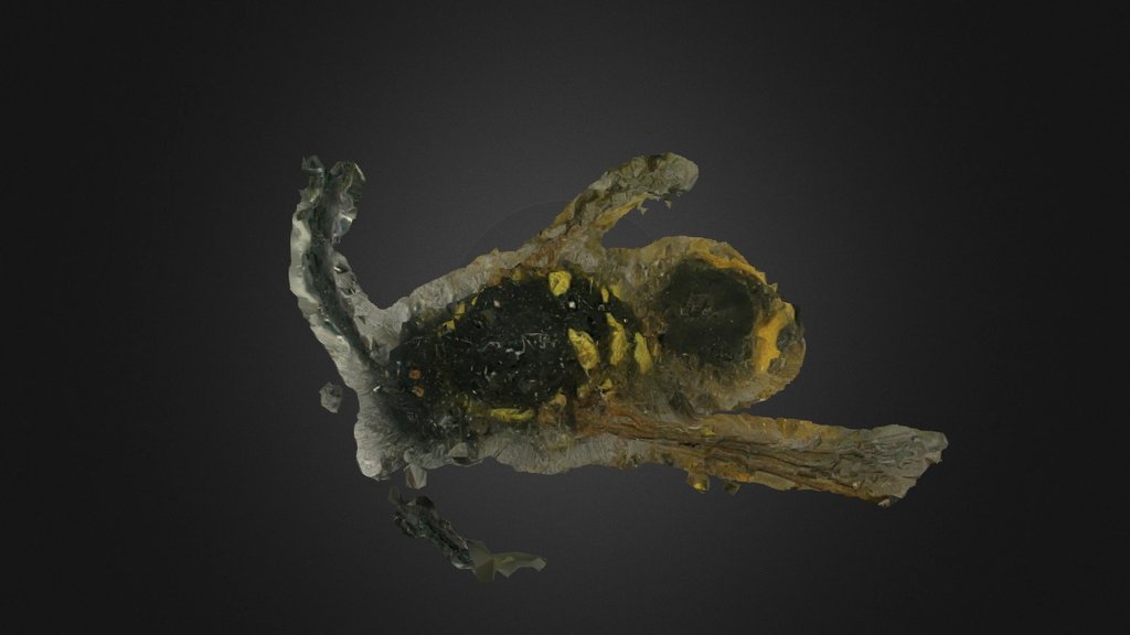 [WIP] 3d scan of a wasp's back