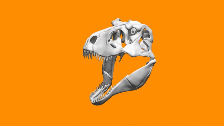 Simplified Tyrannosaurus Skull 3D Model